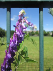 Vicia villosa villosa