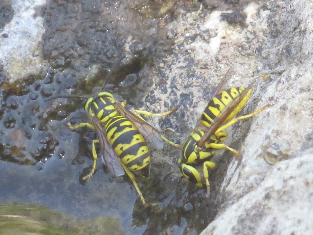California Yellowjacket