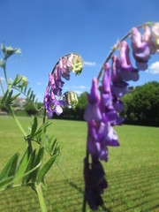 Vicia villosa villosa
