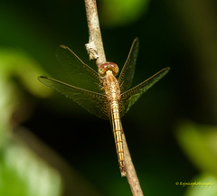 Neurothemis intermedia