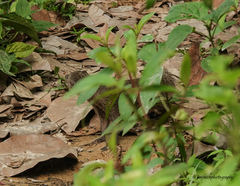 Urva auropunctata