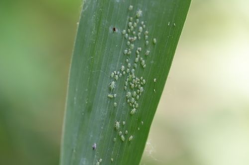 Mealy Plum Aphid photo 6