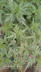 Hemp-leaved nettle (Urtica cannabina)