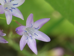 Triteleia bridgesii