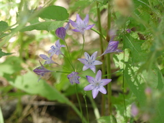Triteleia bridgesii