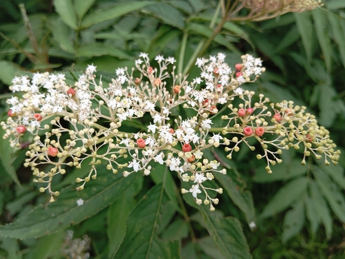 Sambucus javanica (Sambucus javanica)