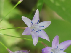 Triteleia bridgesii