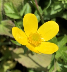 Ranunculus orthorhynchus platyphyllus