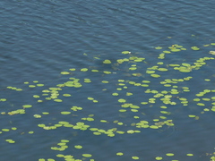 Nuphar pumila