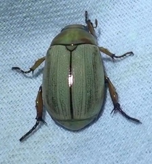 Mimela testaceoviridis