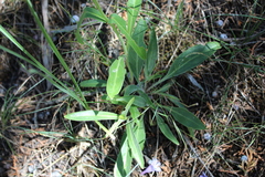 Penstemon subglaber