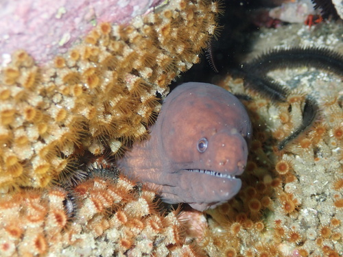 Cunning moray (Uropterygius versutus) — Muraenidae — 2