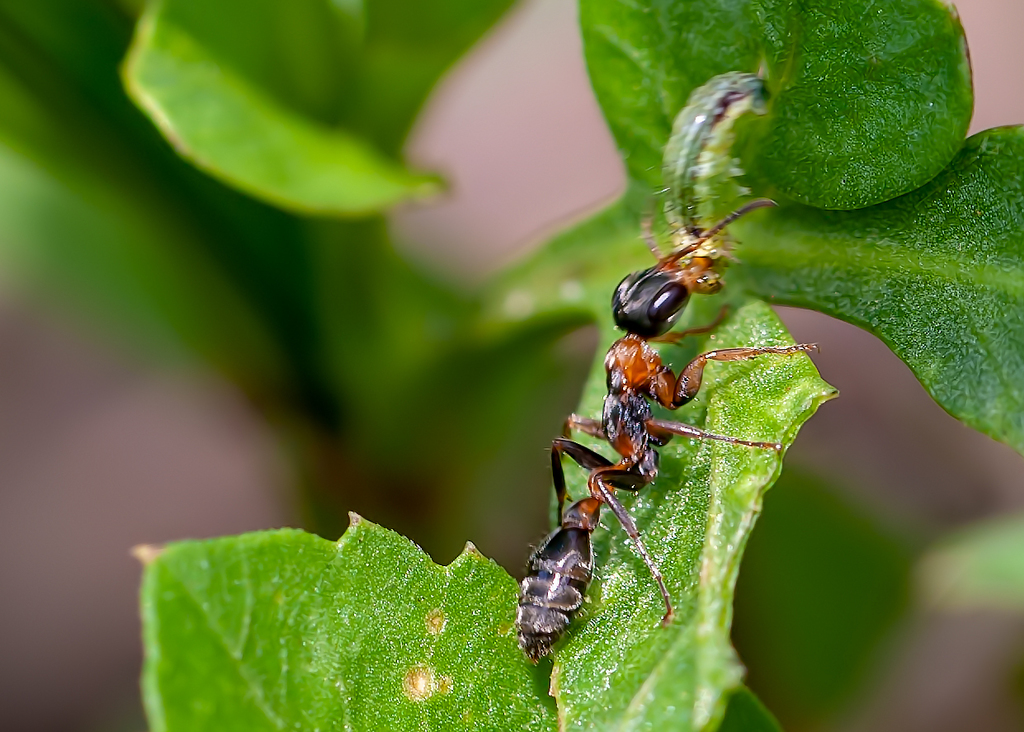 Graceful Twig Ant