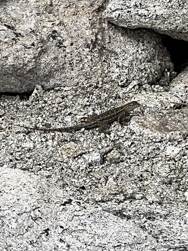 iNaturalist observation photo of Spiny Lizards