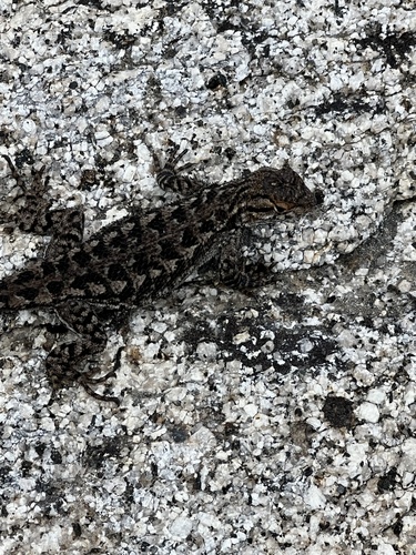 iNaturalist observation photo of Western Fence Lizard