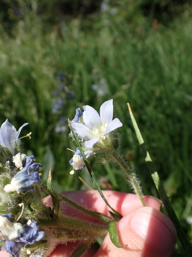 Image of Polemonium occidentale by (c) elik03, some rights reserved (CC BY)