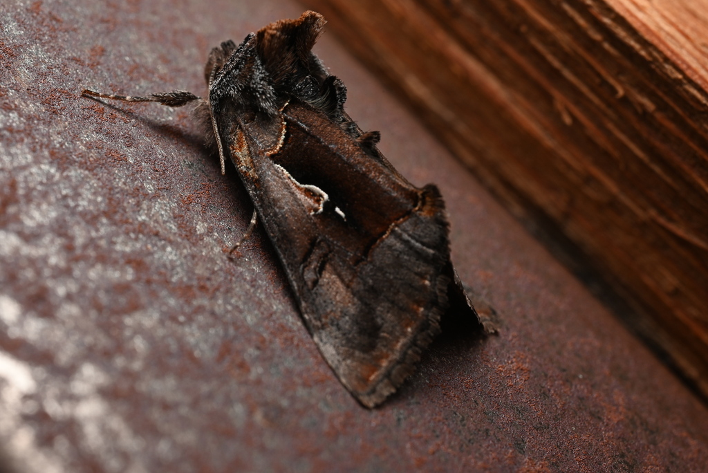 Syngrapha sackenii
