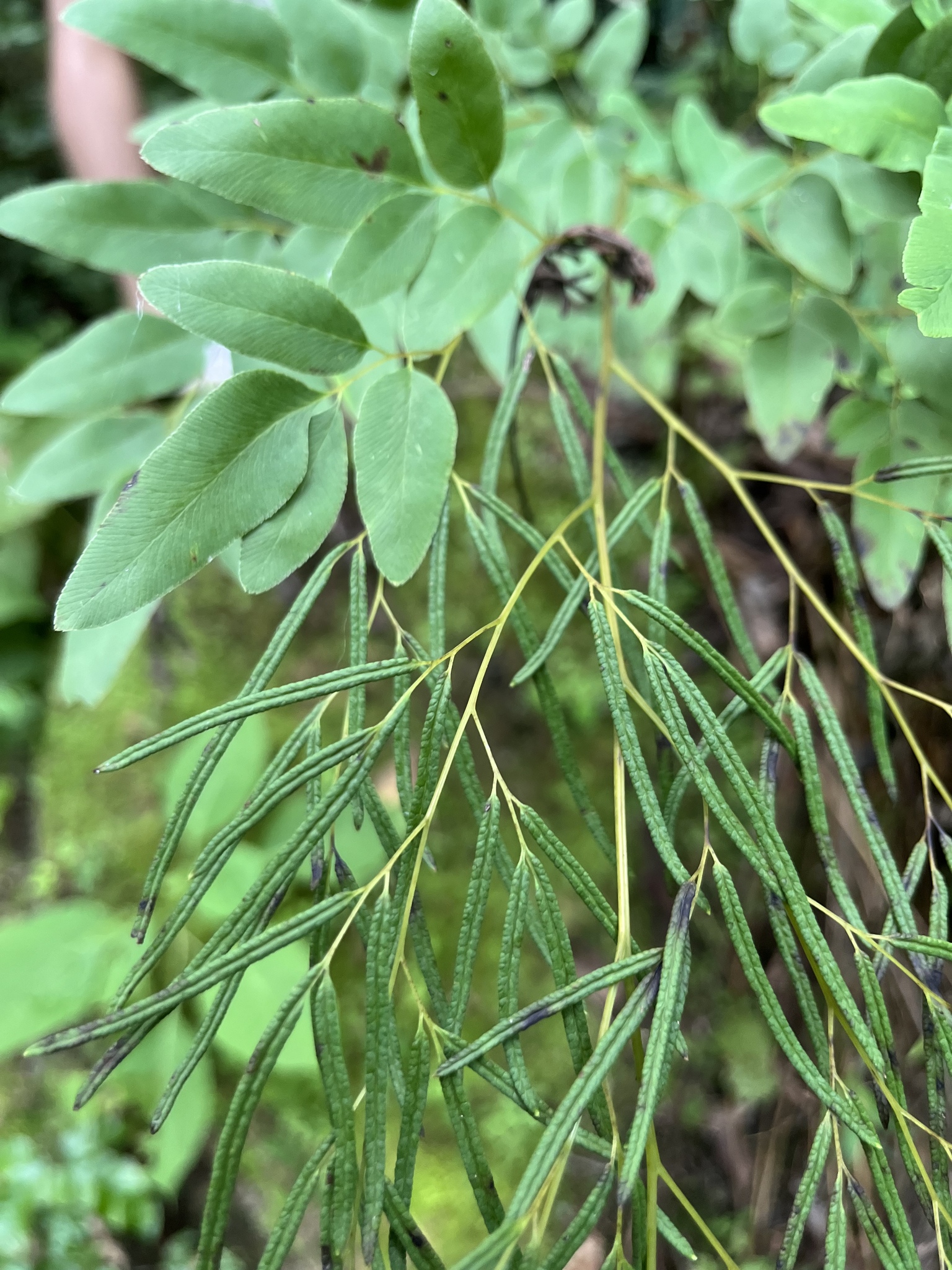 Llavea cordifolia
