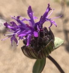 Monardella sinuata