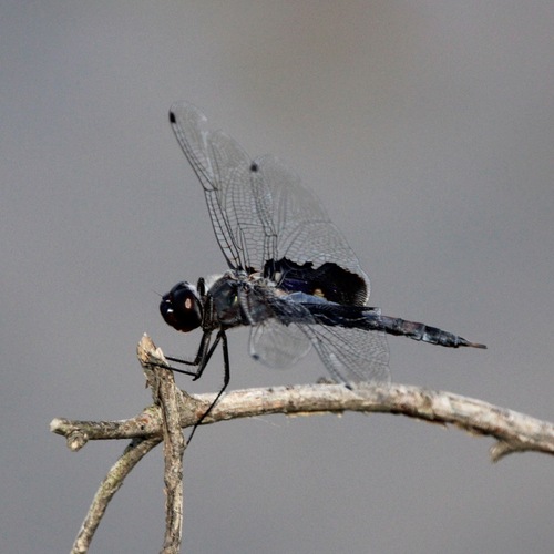 Black saddlebags