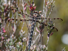 Archipetalia auriculata