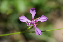 Clarkia unguiculata