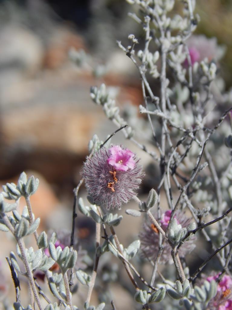 Tiquilia greggii