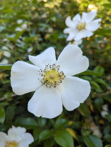 Image of Rosa laevigata by (c) Caleb Catto, some rights reserved (CC BY)
