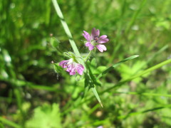 Geranium pusillum