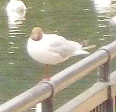 Chroicocephalus ridibundus