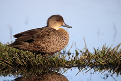 Grey Teal photo 3