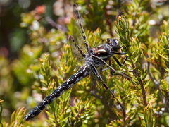 Archipetalia auriculata