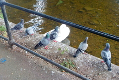 Columba livia domestica