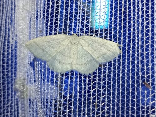 Common White Wave photo 2