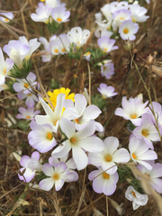 Leptosiphon grandiflorus