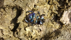 Anoplotrupes stercorosus