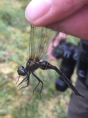 Somatochlora arctica