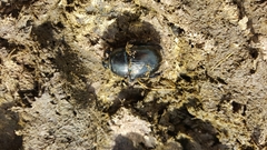 Anoplotrupes stercorosus