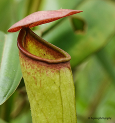 Nepenthes khasiana