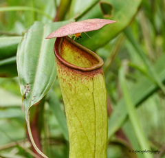 Nepenthes khasiana