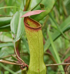 Nepenthes khasiana