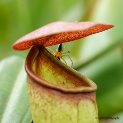 Nepenthes khasiana