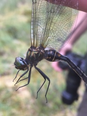 Somatochlora arctica