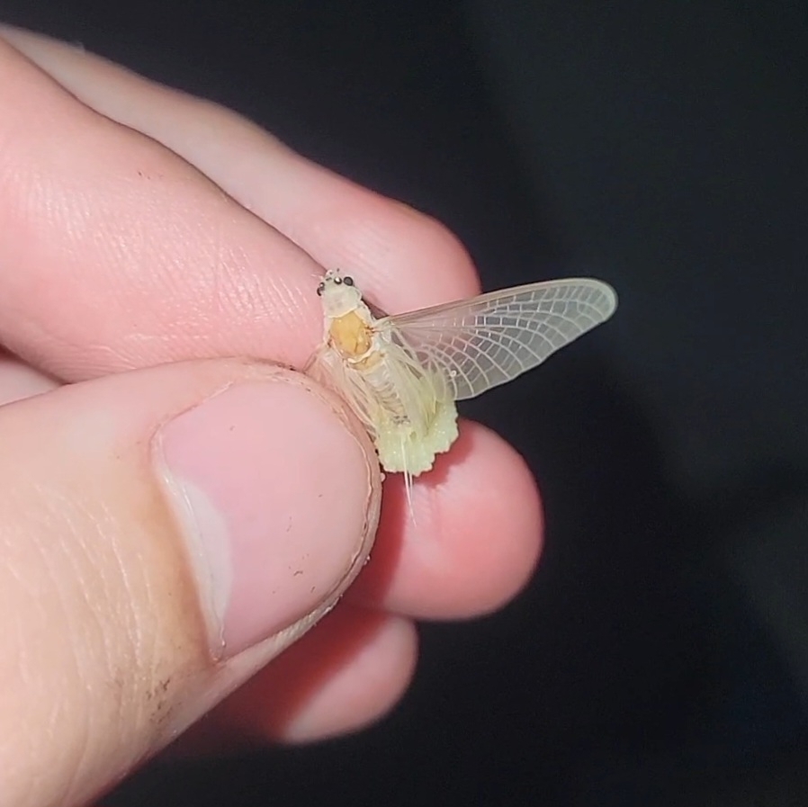 Manitoba white burrowing mayfly