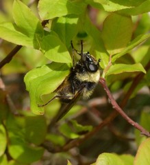 Criorhina