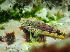 Fishgod Blenny photo 5