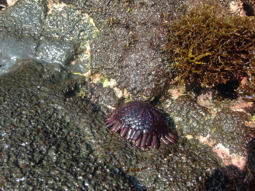 Colobocentrotus atratus