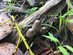 Mycena albidofusca