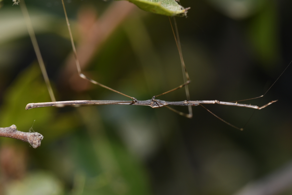 Emesaya brevipennis