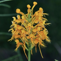 Green rein orchid (Habenaria habenaria)